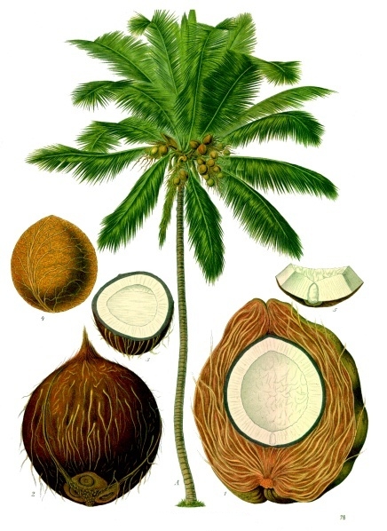 coconuttree