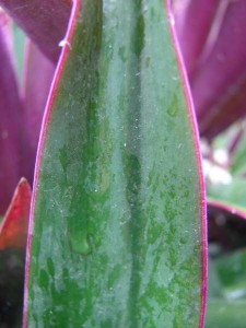 Tradescantia spathacea