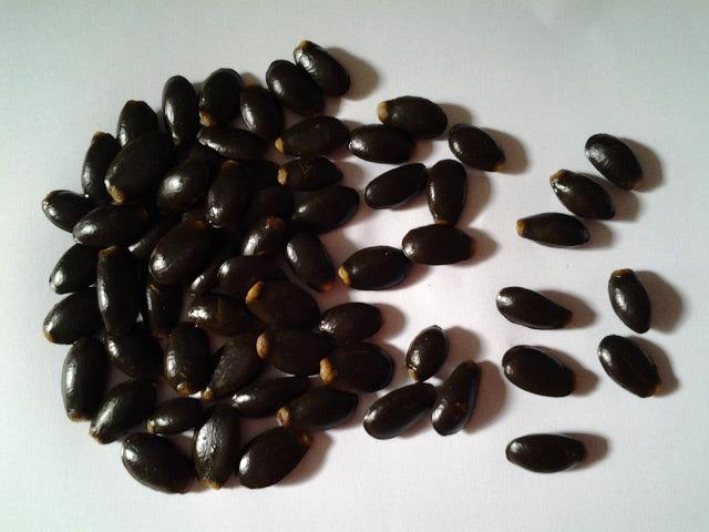 Черные семена похожие